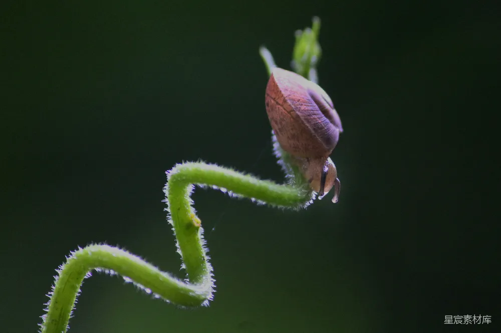 高清摄影 蜗牛 植物 自然 生态 微距摄影 蜗牛与嫩叶的静谧相遇
