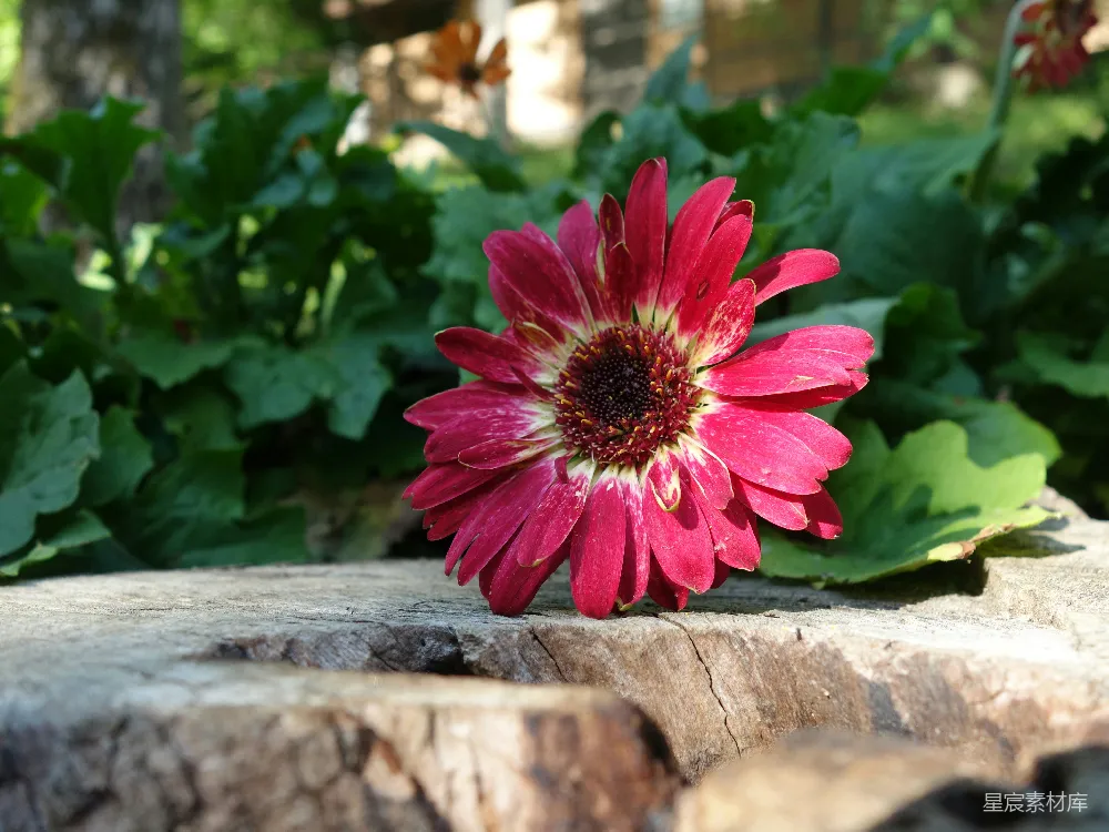 高清摄影 花朵 自然 户外 阳光 生机 阳光下的红花