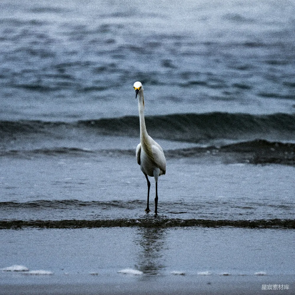 高清摄影 白鹭 海滩 自然 鸟类 宁静 海边的白鹭