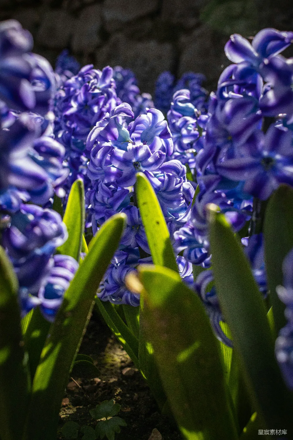 高清摄影 风铃花 紫色 春季 自然 花卉 春日里的紫色风铃花