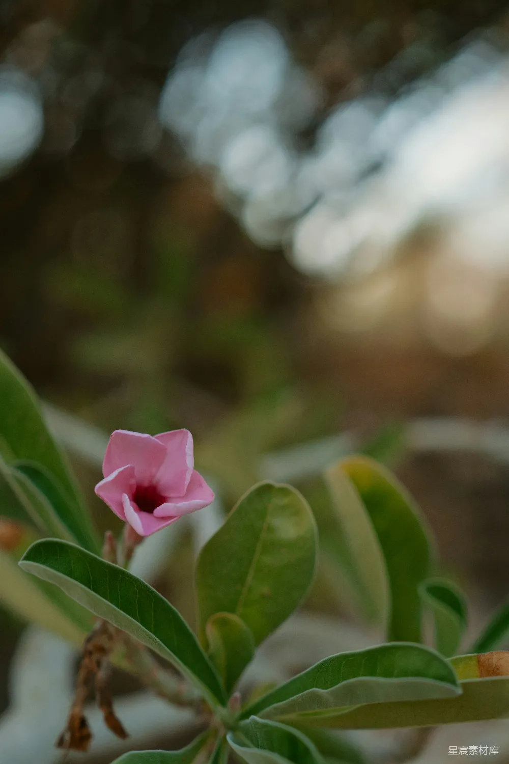 高清摄影 花朵 自然 摄影 柔和 清雅 粉红色沙漠玫瑰