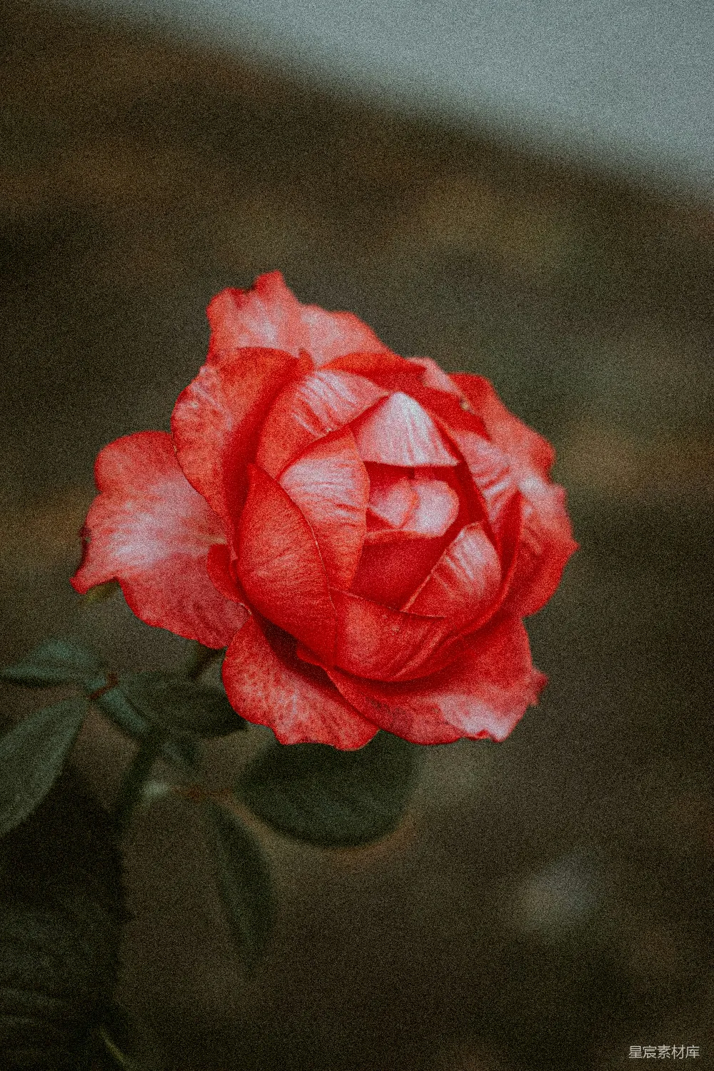 高清摄影 玫瑰 暗调 花卉 自然 情感 暗调红色玫瑰