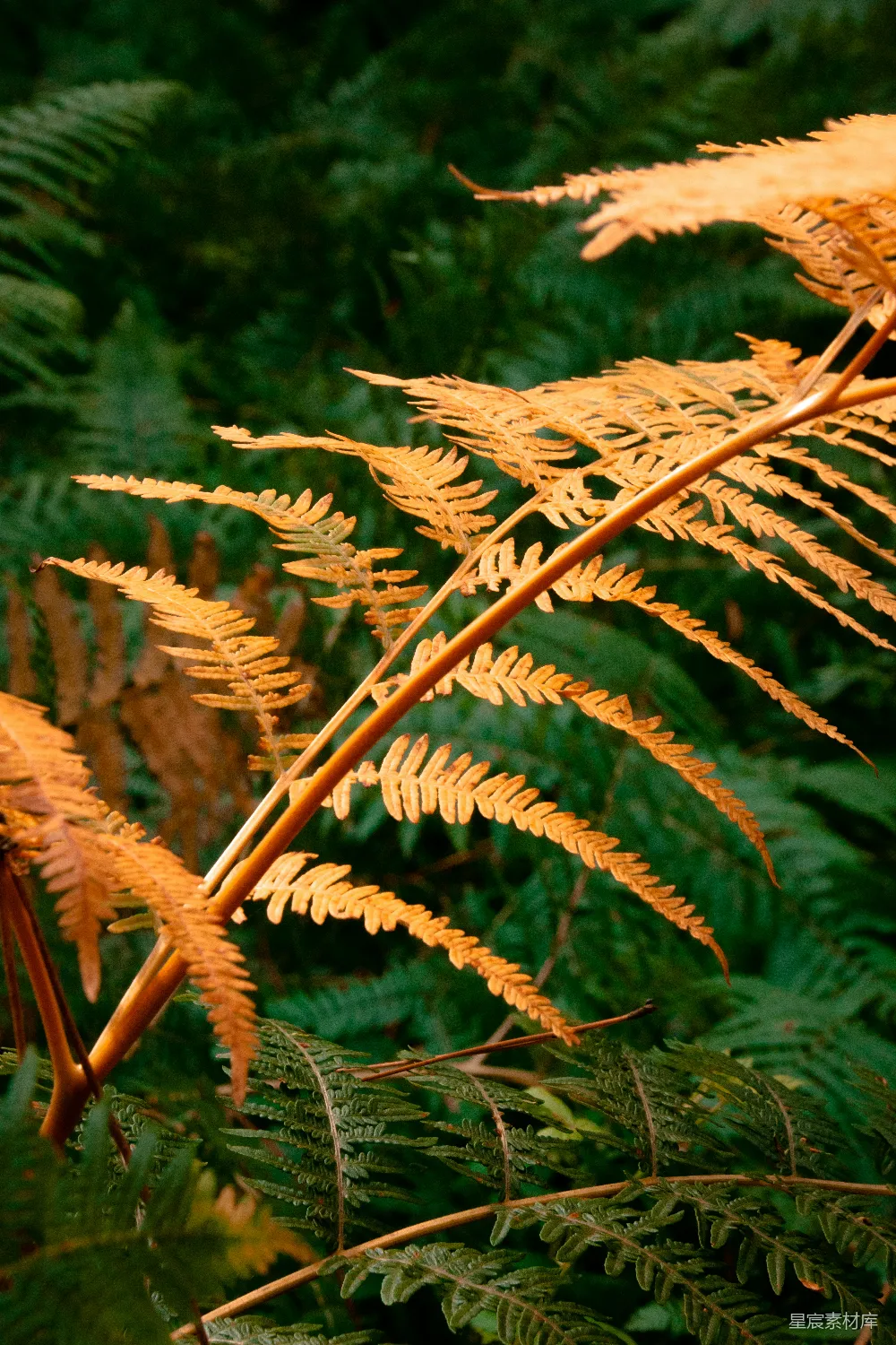 高清摄影 蕨类植物 自然 早晨 植物 户外 晨光中的蕨类植物