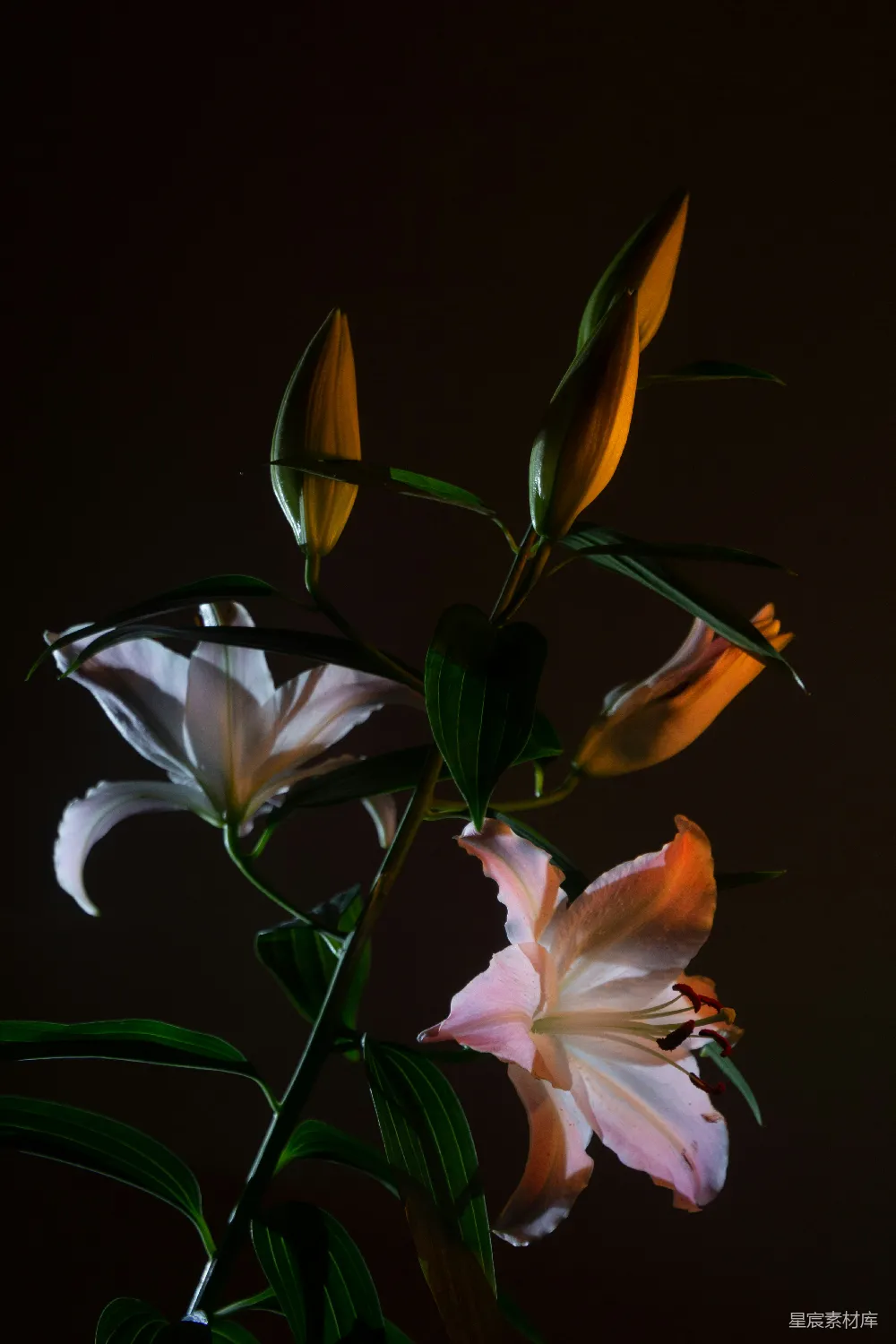 高清摄影 百合花 静谧 自然 花卉摄影 优雅 百合花的静谧时光