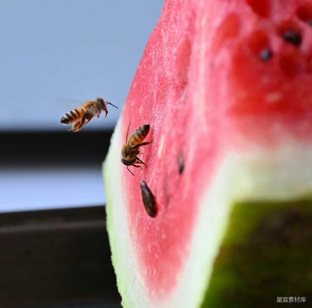 高清摄影 蜜蜂 西瓜 自然 夏日 昆虫 蜜蜂与西瓜