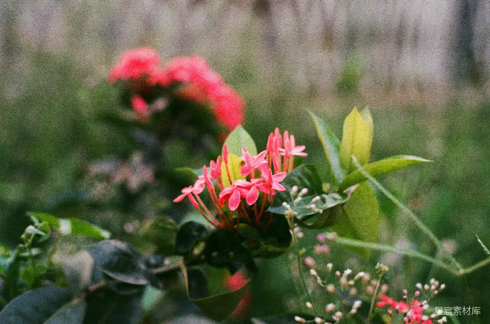 高清摄影 花朵 自然 摄影 春天 户外 粉红色的花朵与绿叶