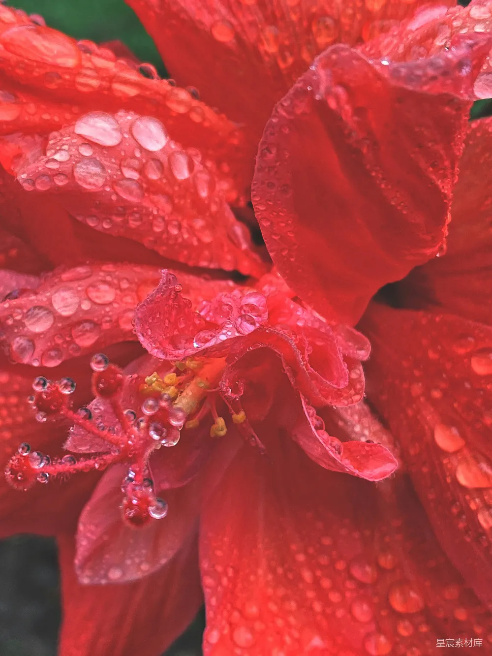 高清摄影 花朵 雨滴 红色 自然 摄影 雨后绽放的红色花朵