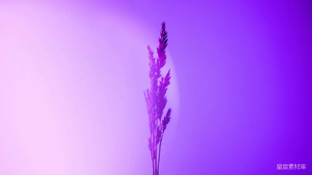 高清摄影 紫色 自然 艺术 宁静 植物 紫色光芒下的草穗