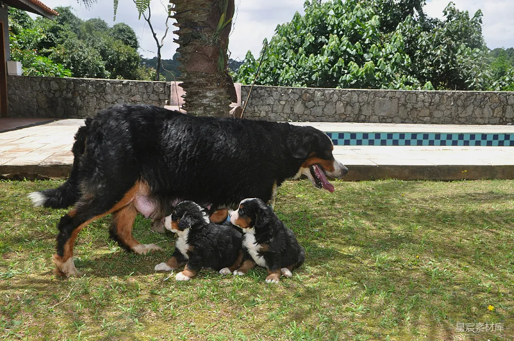 图片展示了一只母犬在户外草地上哺乳其幼犬的温馨场景。母犬站立着，张开嘴巴，舌头可见，显得非常放松和满足。她的幼犬们围在她周围，有的在吸奶，有的则在休息。背景中可以看到一些树木和建筑物，营造出一种宁静和谐的氛围。这张图片适合用于展示家庭宠物的