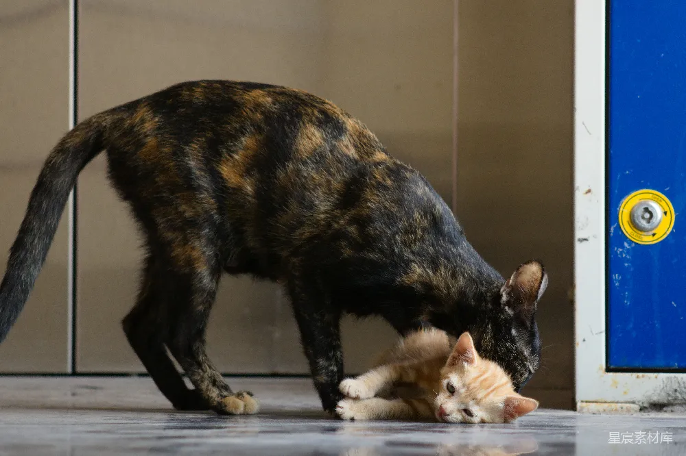 高清摄影 猫咪 母爱 温馨 家庭 宠物 母猫与小猫的温馨互动