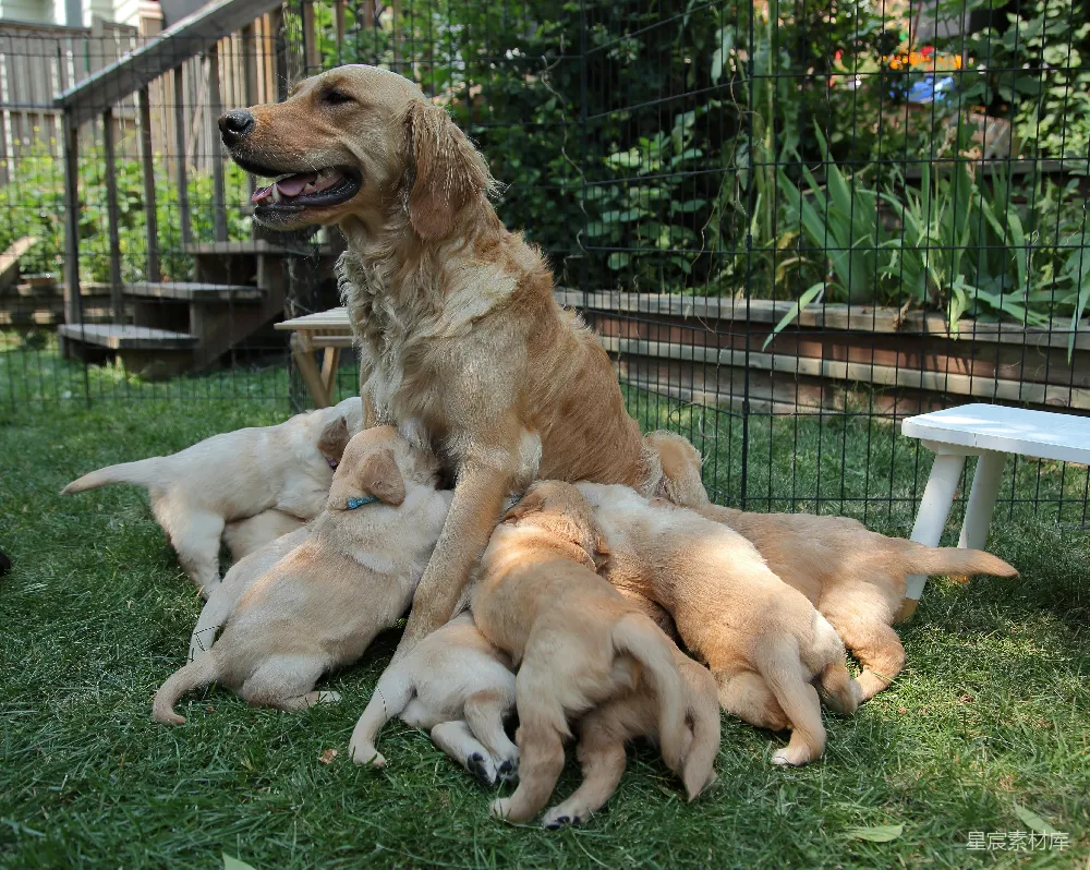 在一片绿草地上，一只金毛犬正坐在中心，周围围坐着六只可爱的小金毛小狗。小狗们围在母亲身边，似乎在哺乳或休息。背景中可以看到一个围栏、木质楼梯和一些植物，营造出一个温馨的家庭户外场景。