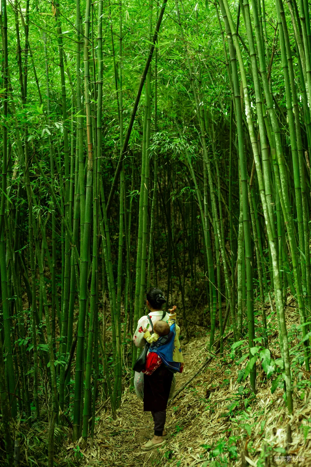 高清摄影 竹林 母子 自然 宁静 户外 竹林中的母子背影