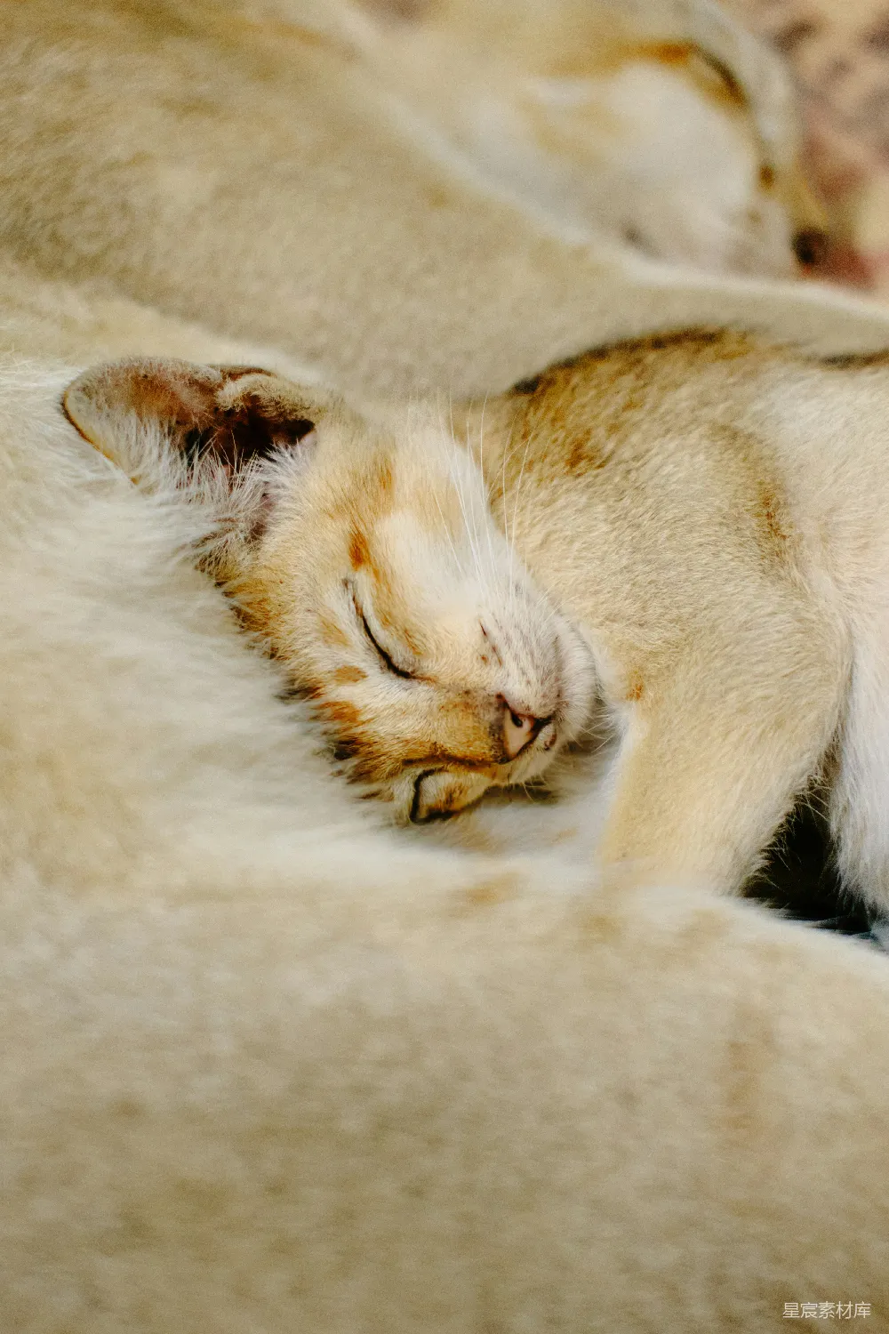 高清摄影 猫咪 睡眠 温馨 宠物 自然 宁静的午睡时光