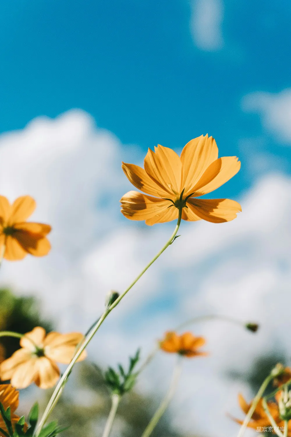 高清摄影 自然 花卉 天空 宁静 户外 蓝天下的橙色花朵
