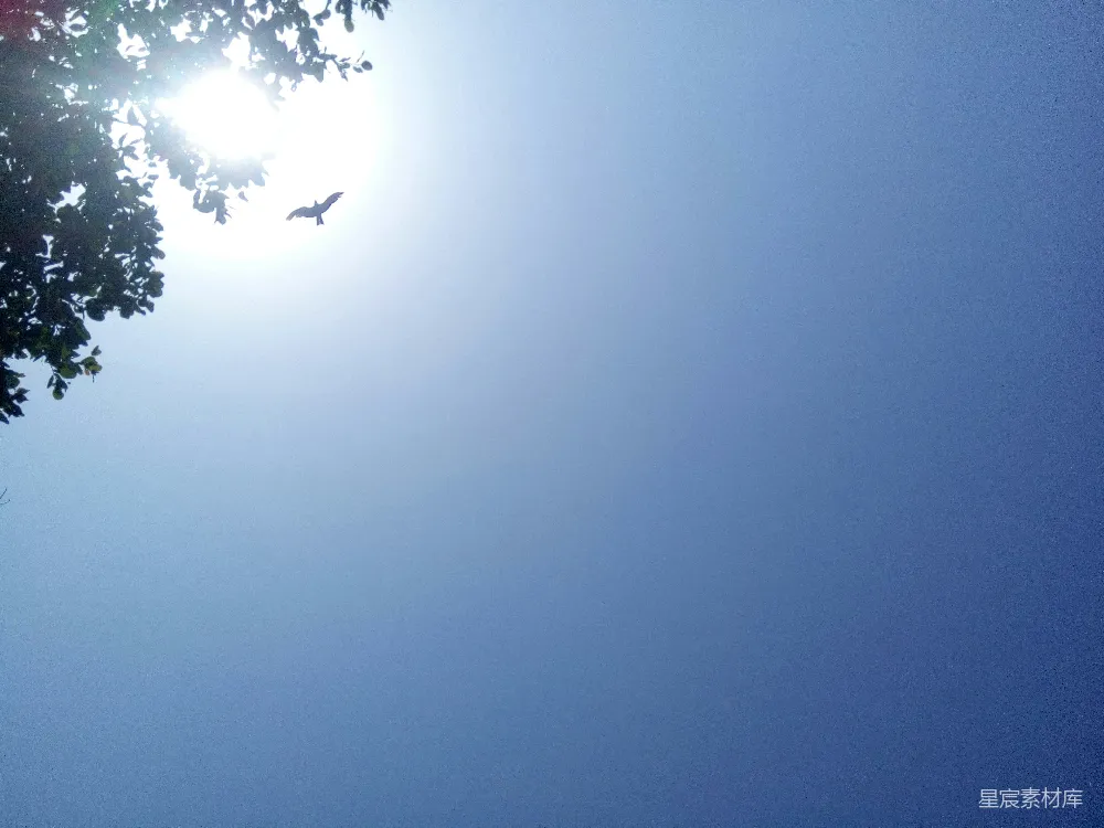 高清摄影 蓝天 阳光 鸟儿 自然风光 户外 晴空万里与飞鸟