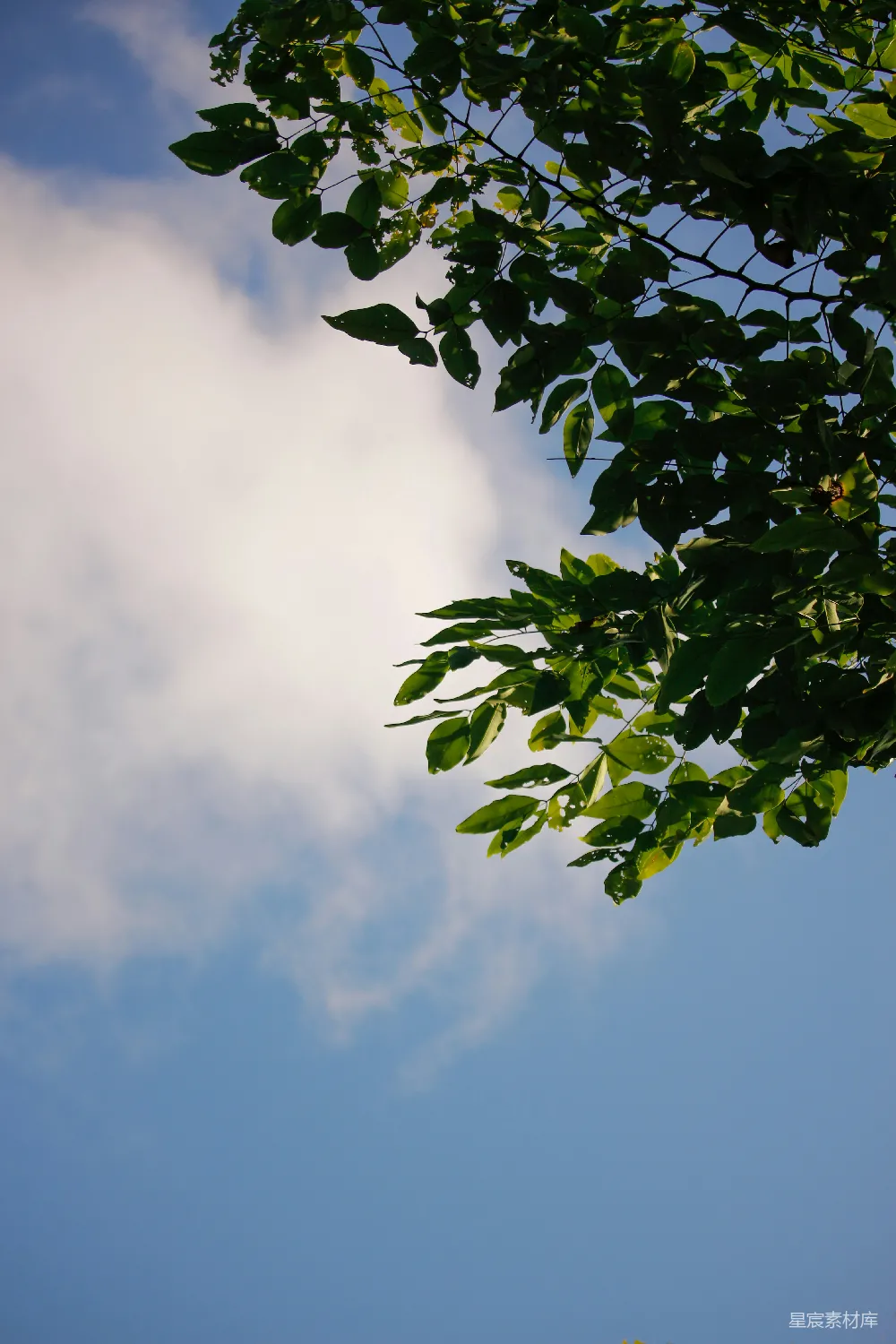 高清摄影 自然 清新 宁静 户外 夏日 树叶与蓝天