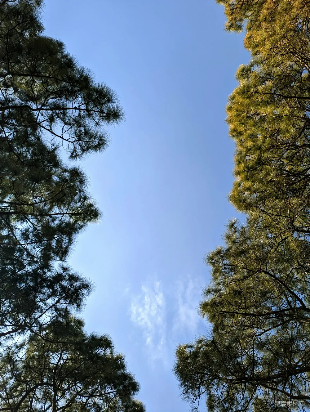 这张图片展示了在森林中仰望蓝天的景象。两排高大的松树向上延伸，形成一个天然的框架，展现出深邃的蓝天和稀疏的白云。这种视角营造出一种宁静和深远的感觉，适合用于自然题材的背景或旅行、户外活动的宣传图片。