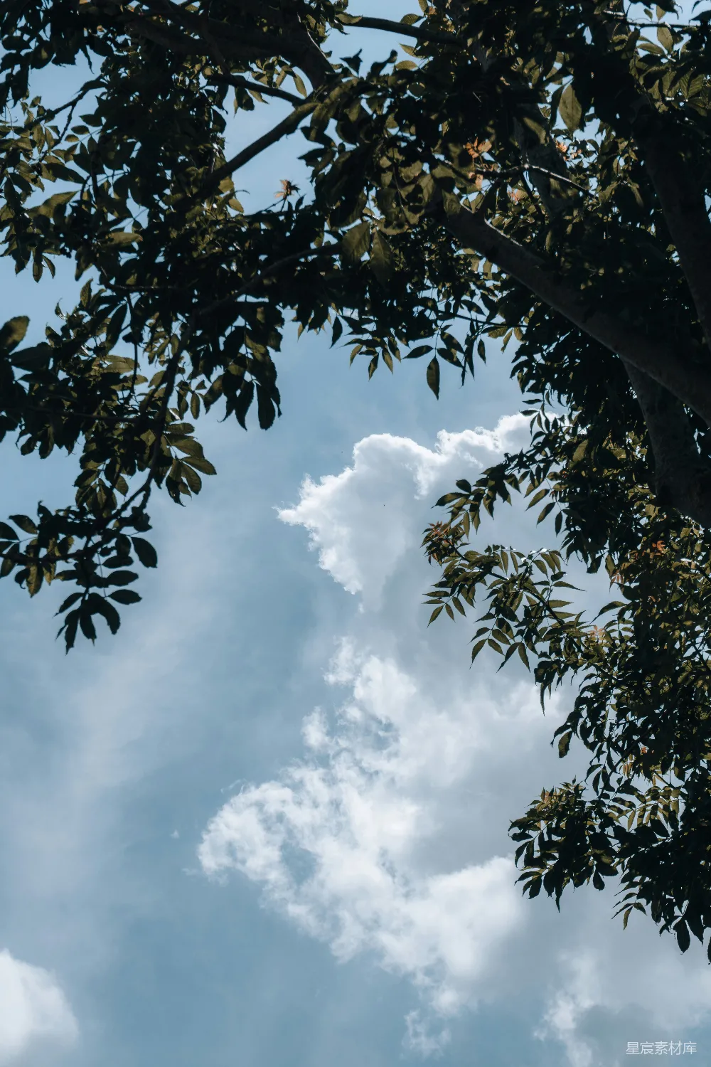 高清摄影 自然 树 天空 宁静 清新 树梢与蓝天