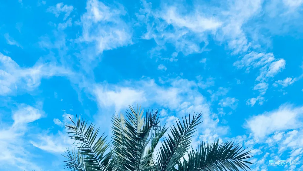 高清摄影 天空 自然 热带 清新 度假 蓝天白云下的椰树