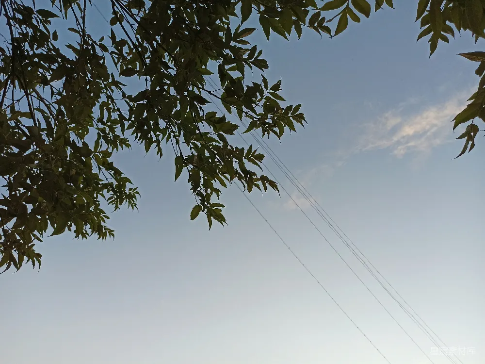 高清摄影 自然 宁静 户外 天空 自然景观 蓝天下的树枝与电线