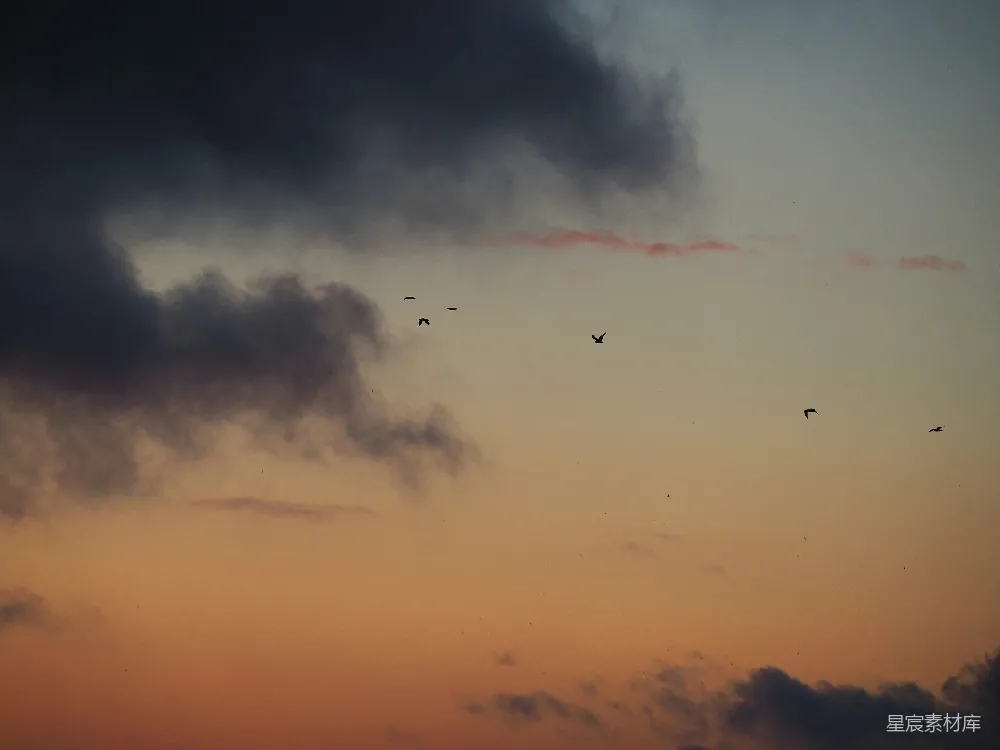 高清摄影 日落 鸟群 自然 宁静 天空 日落时的鸟群