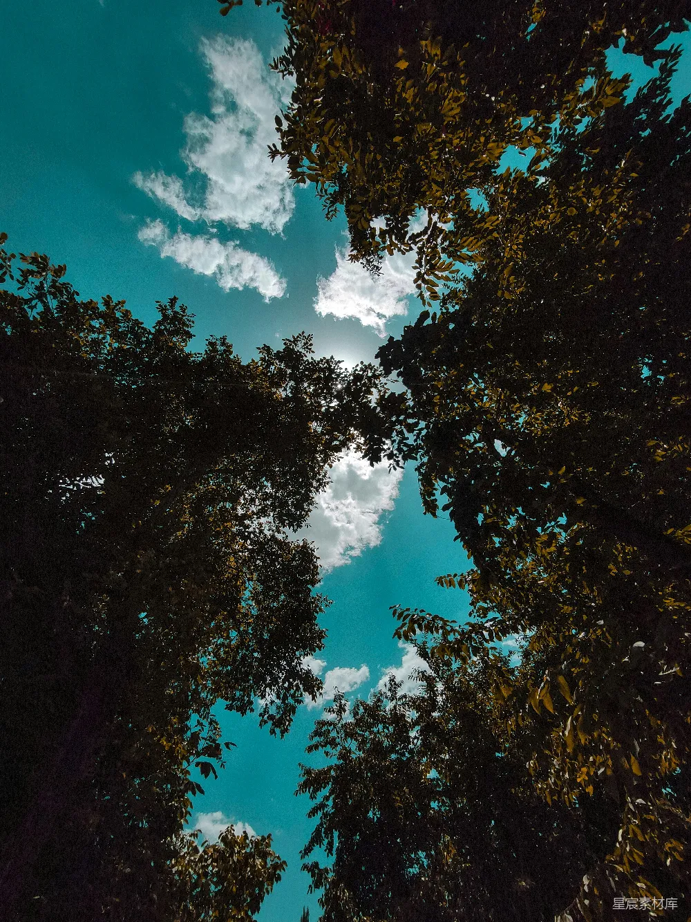 高清摄影 自然 清新 宁静 树木 蓝天 林间的天空