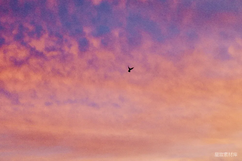 高清摄影 天空 黄昏 鸟 自然 宁静 黄昏的剪影