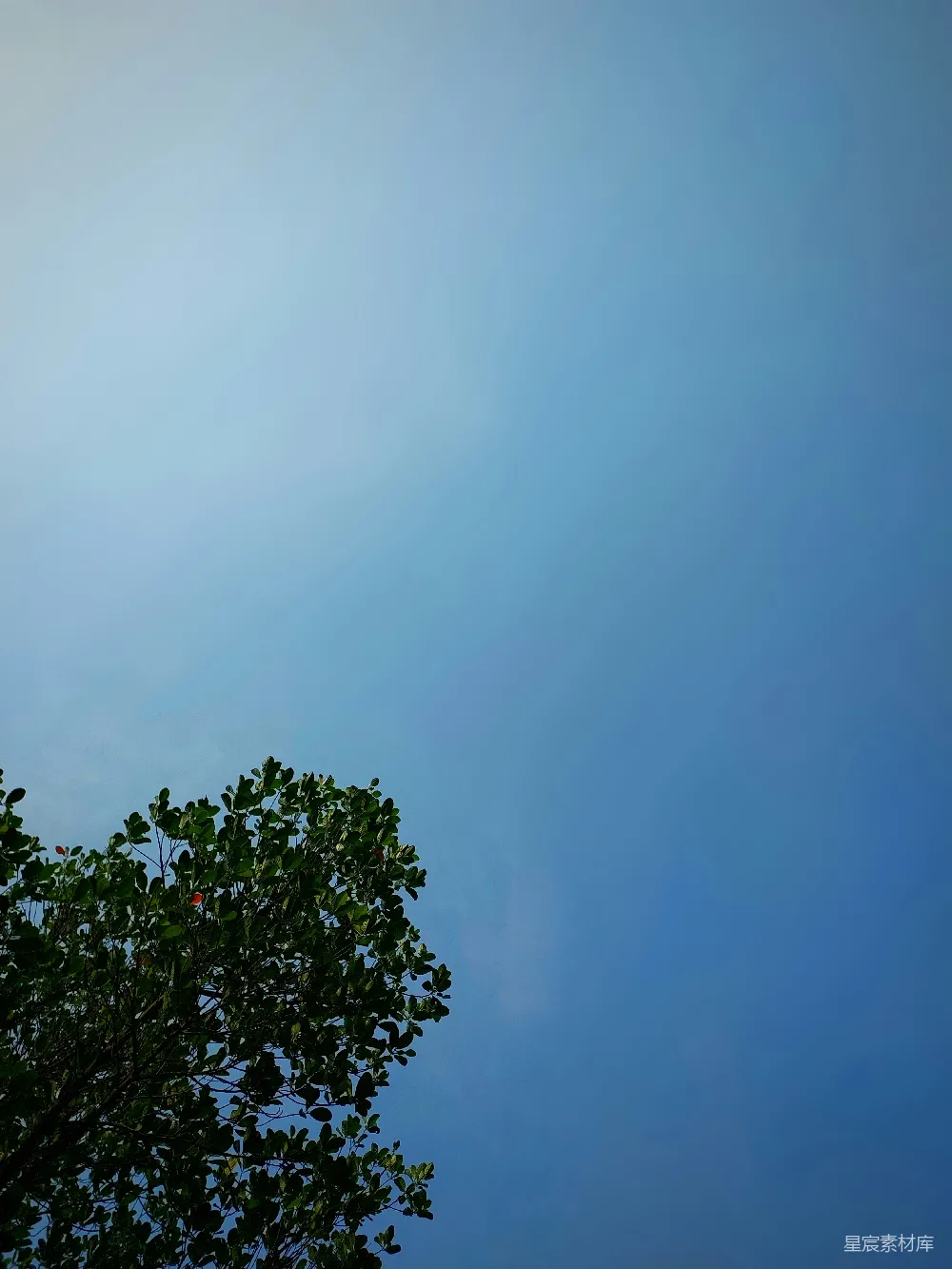 高清摄影 自然 天空 宁静 树影 户外 蓝天下的树梢