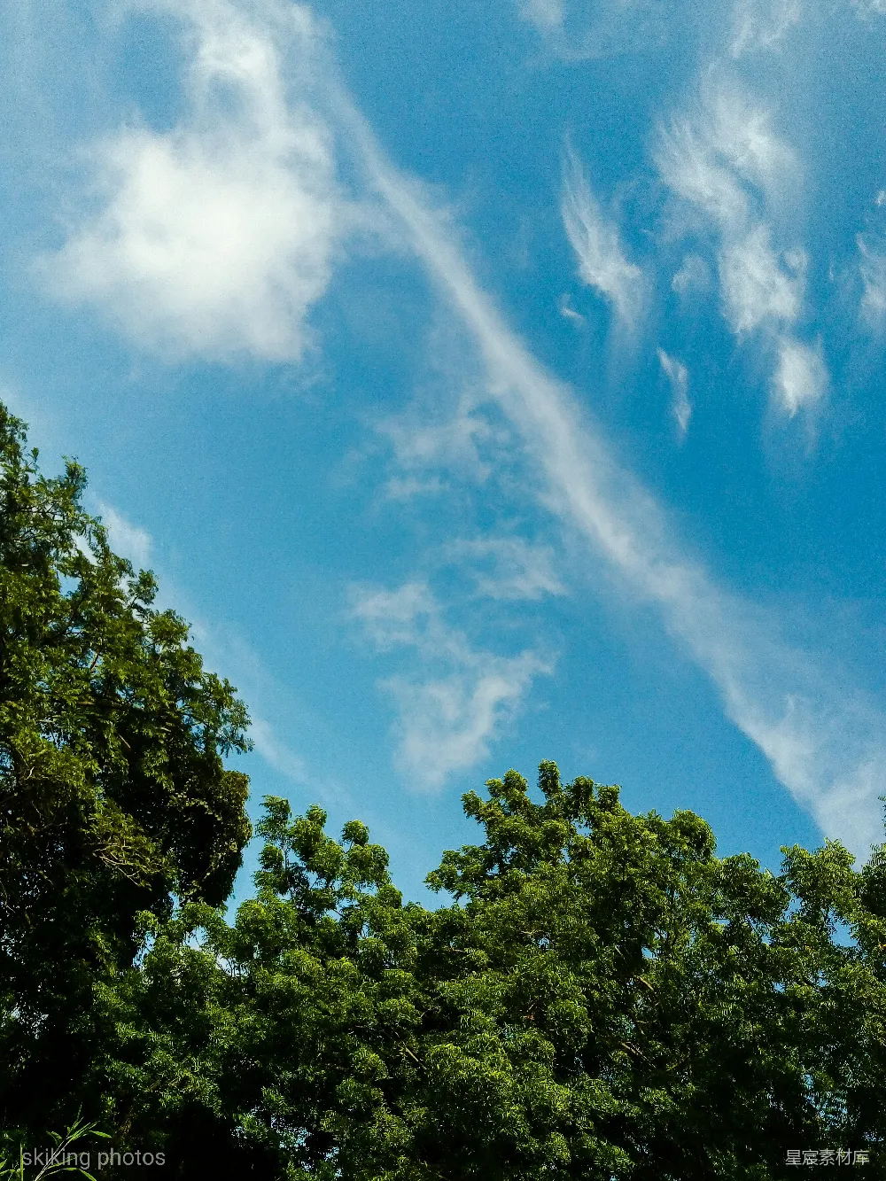 高清摄影 天空 自然 清新 宁静 户外 蓝天白云与树梢