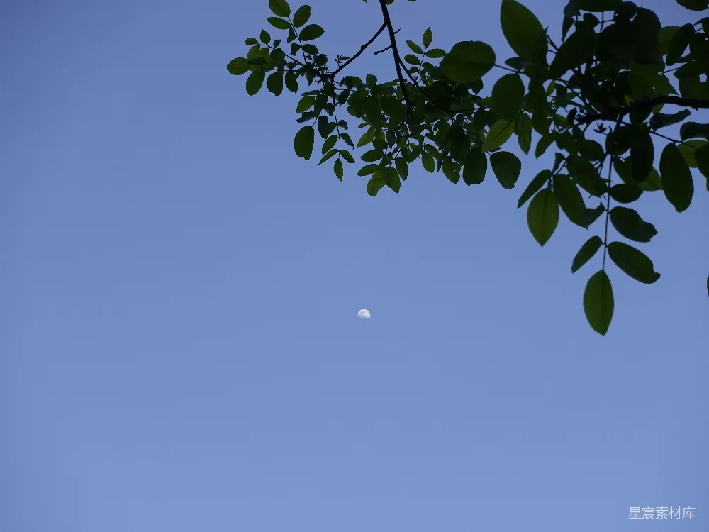 高清摄影 自然 宁静 月亮 树叶 天空 树梢与新月的宁静