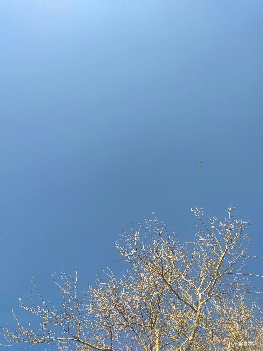 高清摄影 蓝天 孤鸟 枯树 自然 宁静 蓝天下的孤鸟与枯树