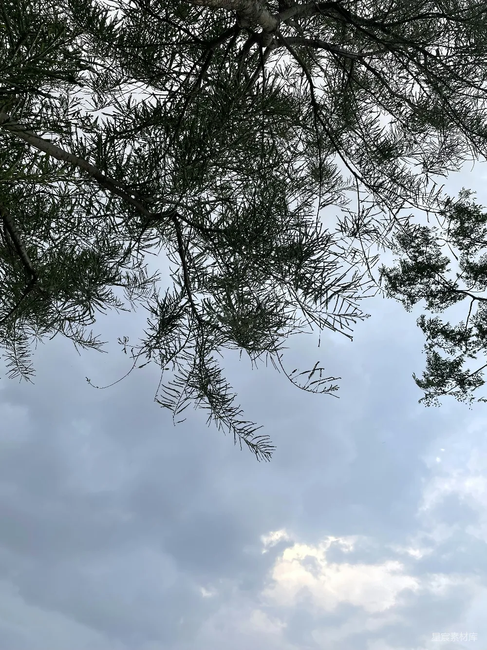 高清摄影 自然 户外 宁静 树冠 天空 仰望松树与天空