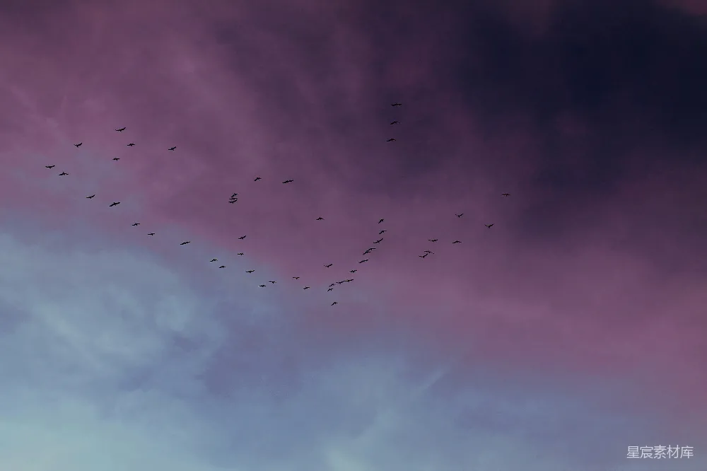 高清摄影 黄昏 鸟群 自然 天空 剪影 黄昏时分的鸟群