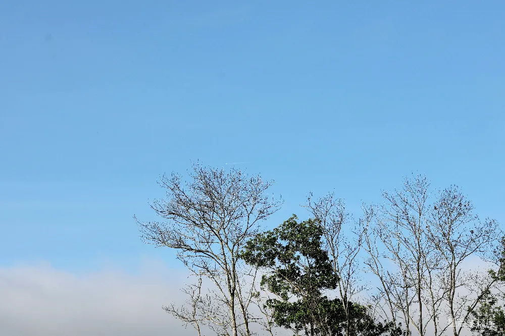高清摄影 天空 树木 自然 宁静 户外 蓝天下的孤树
