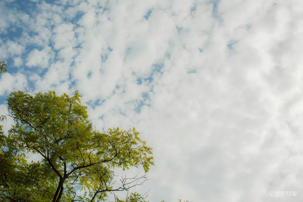 高清摄影 天空 绿树 自然 宁静 清新 天空下的绿树