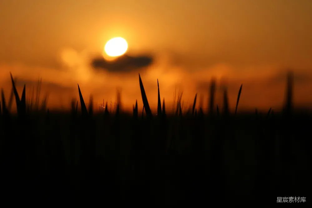 高清摄影 夕阳 麦田 剪影 自然 宁静 夕阳下的麦田剪影