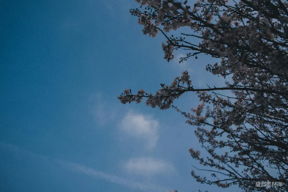 高清摄影 春天 自然 宁静 蓝天 花枝 春日蓝天下的花枝