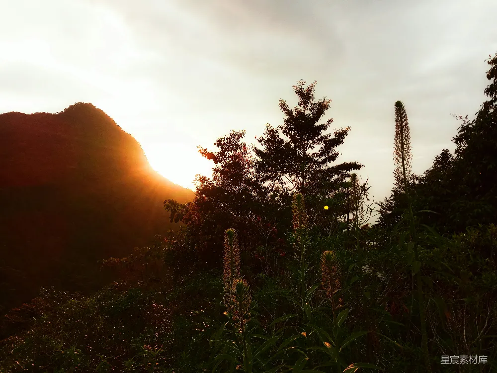 高清摄影 夕阳 山景 植物 自然 宁静 夕阳下的山间植物