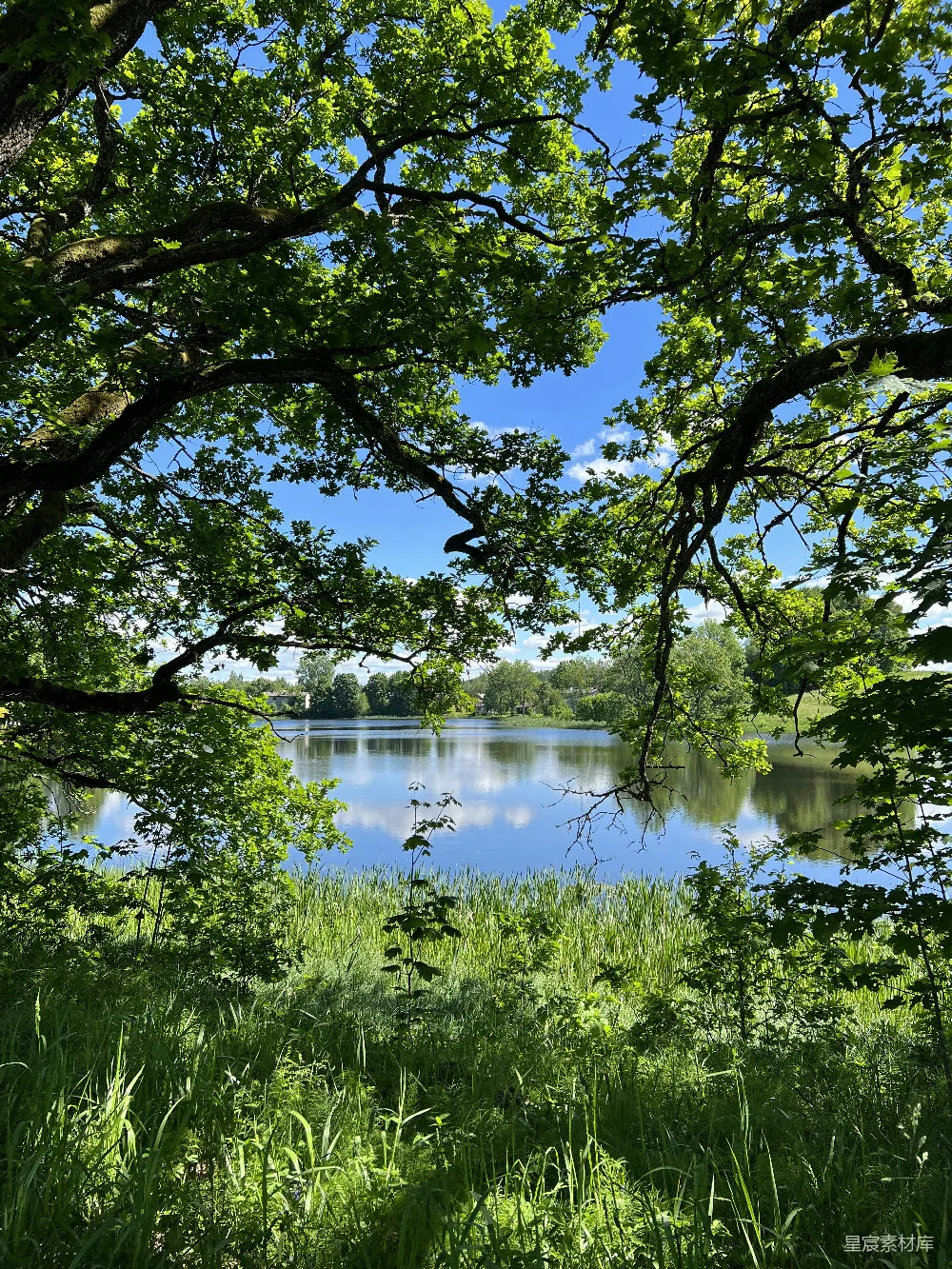 高清摄影 自然风光 宁静 夏日 绿色 湖景 湖畔的夏日绿意