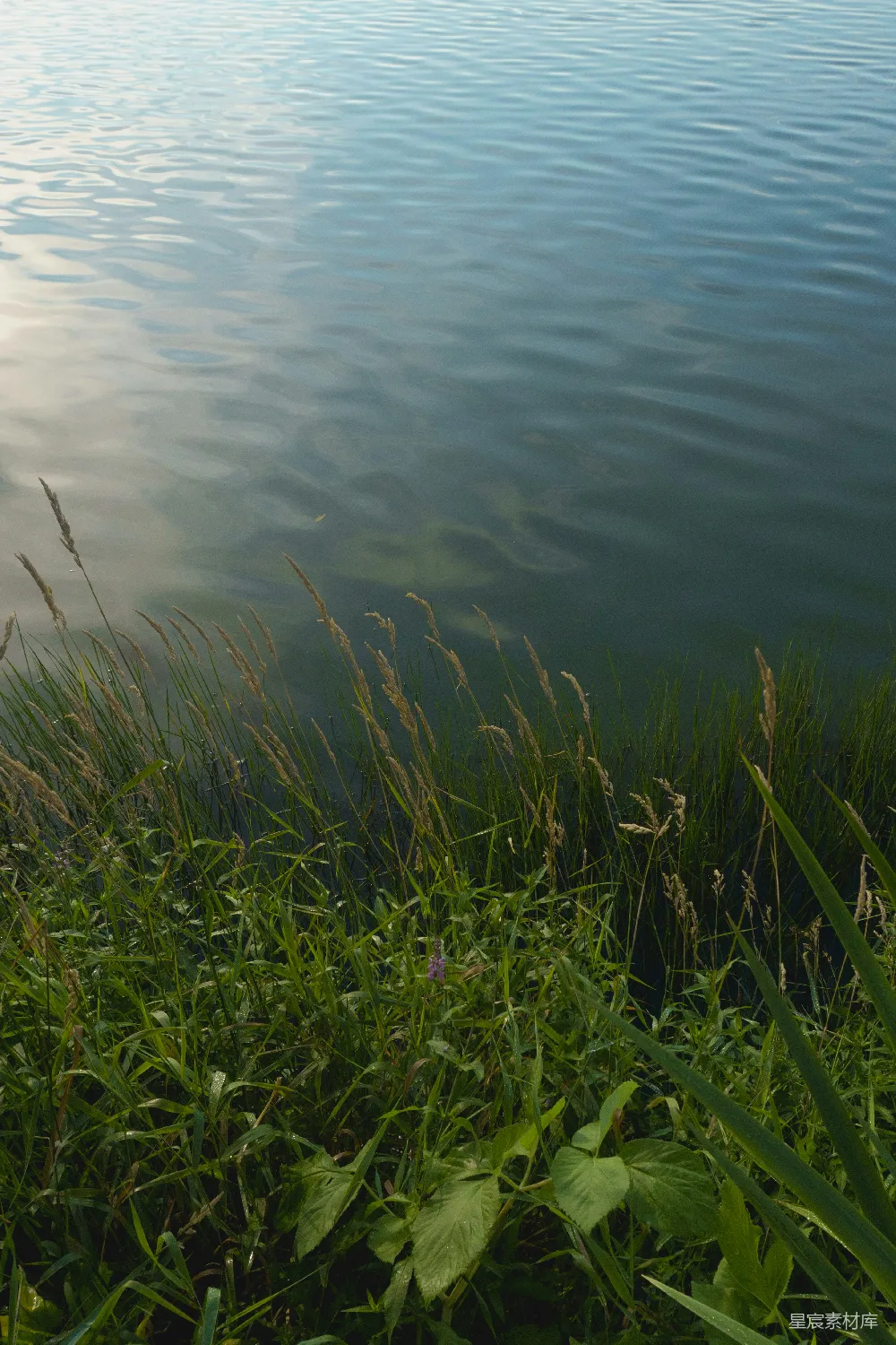 高清摄影 自然 宁静 水景 植物 户外 湖畔的静谧时光