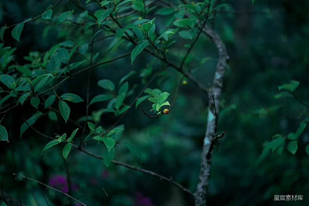 高清摄影 自然 绿色 宁静 植物 森林 深林中的小果