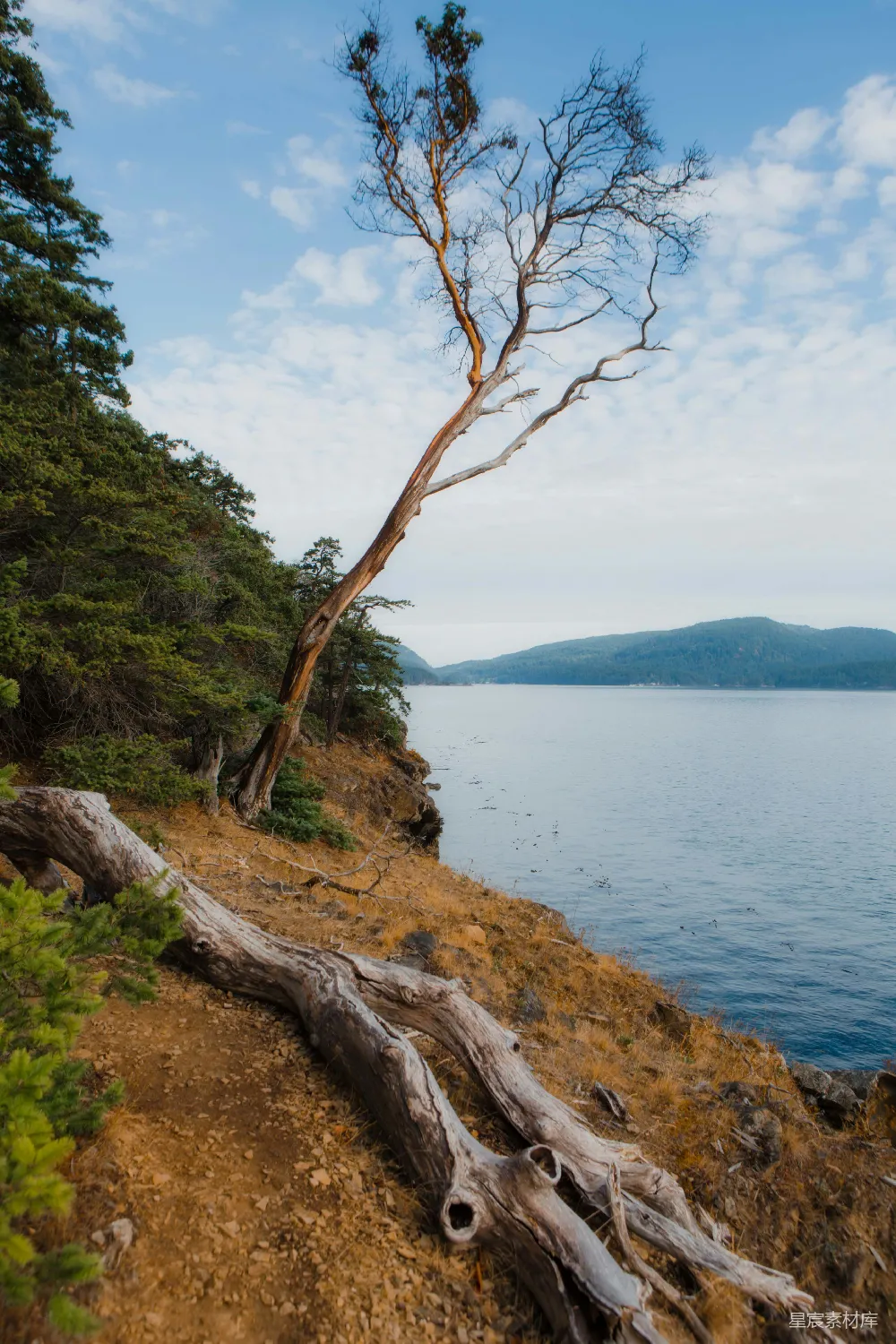 高清摄影 自然风光 海岸线 宁静 老树 湖景 海岸边的老树与宁静的湖景