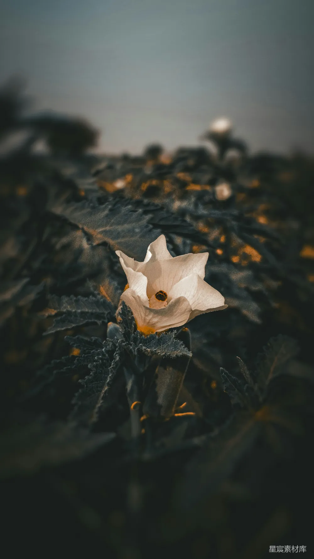 高清摄影 沙漠 花朵 自然 摄影 孤独 沙漠中的白色花朵