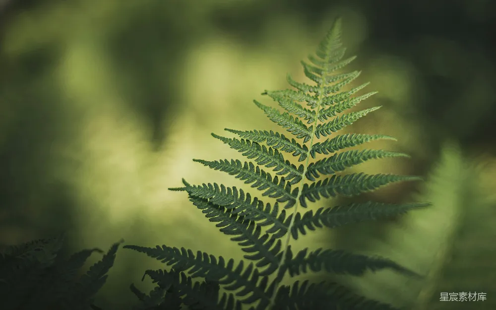 高清摄影 蕨类植物 自然 晨光 生态 清新 晨光中的蕨类植物