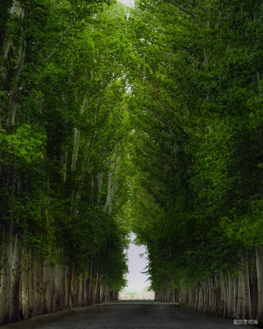 高清摄影 自然风光 森林 宁静 户外 摄影 绿意盎然的林荫道