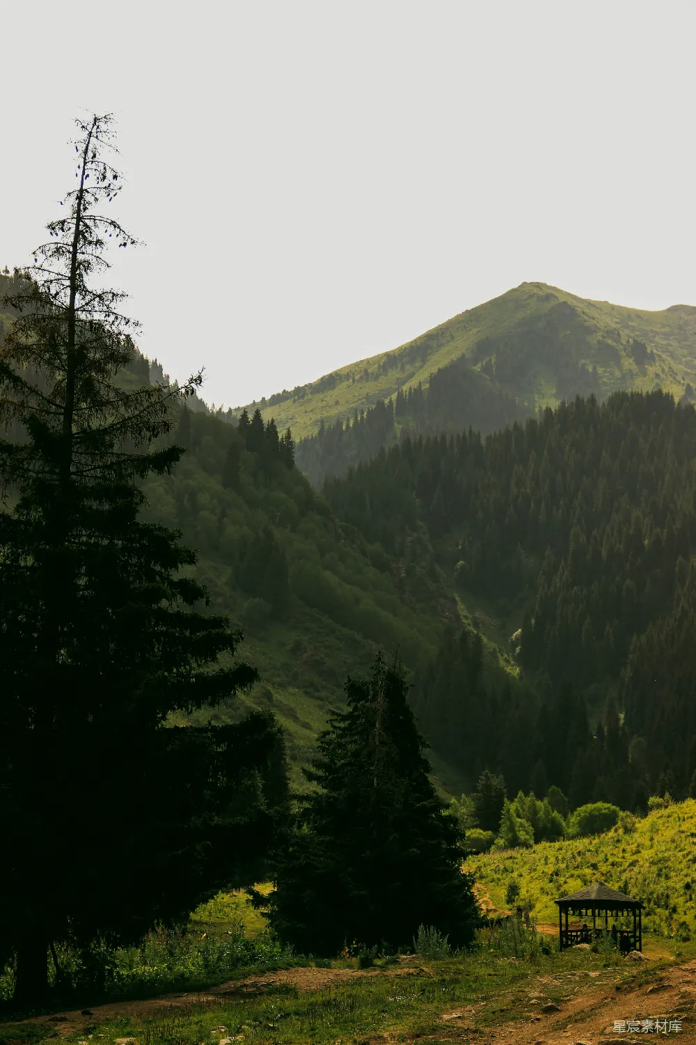 图片展示了一个宁静的夏日山间场景，前方是一棵高大的松树，背景是郁郁葱葱的山林和远处的山峰。阳光透过树叶洒在地面上，形成斑驳的光影，右下角有一个木制凉亭，为游客提供了一个休憩的场所。整体色调柔和，给人一种平静和放松的感觉。适合用于描述自然风光