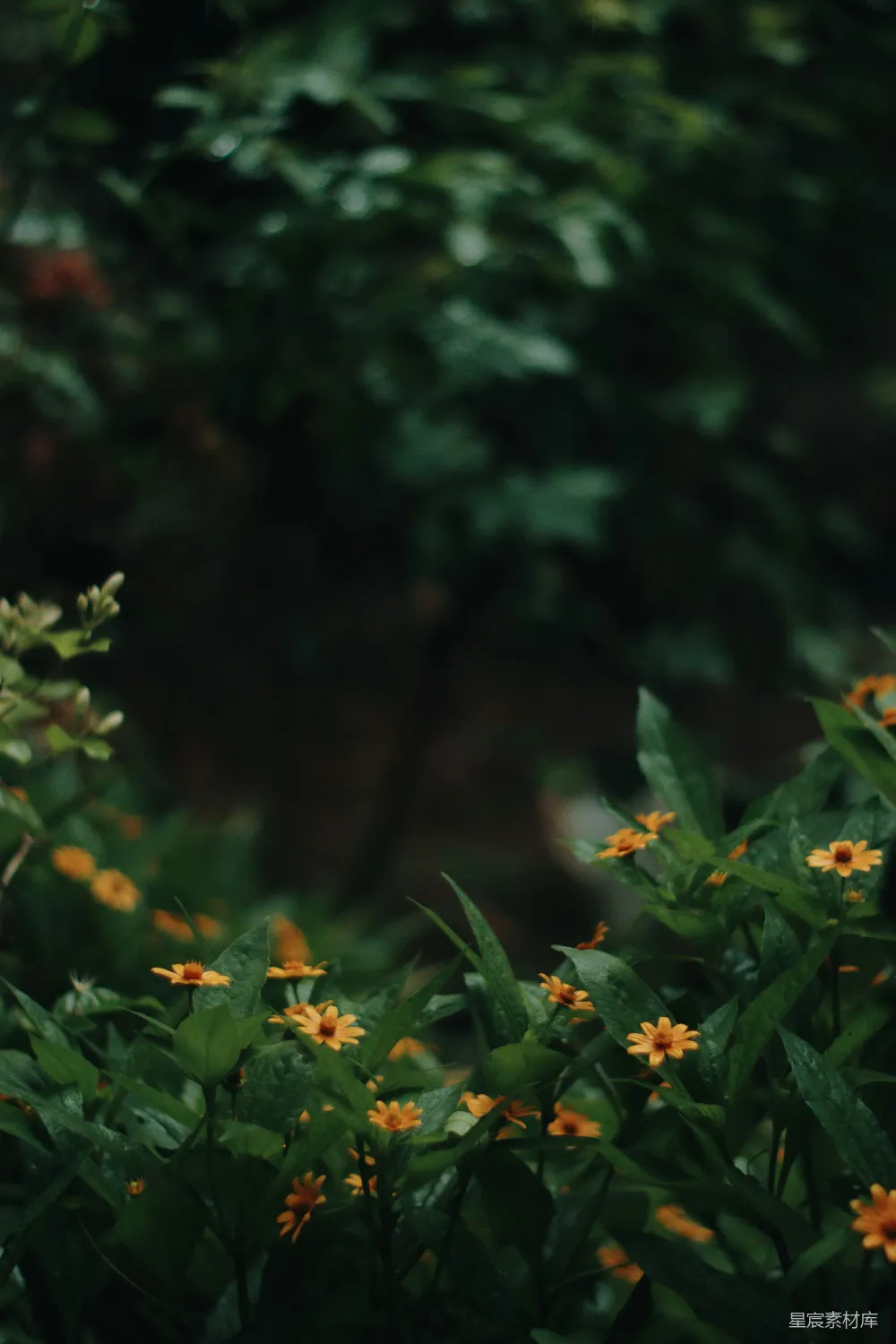 高清摄影 雨景 自然 花卉 清新 宁静 雨中的小花