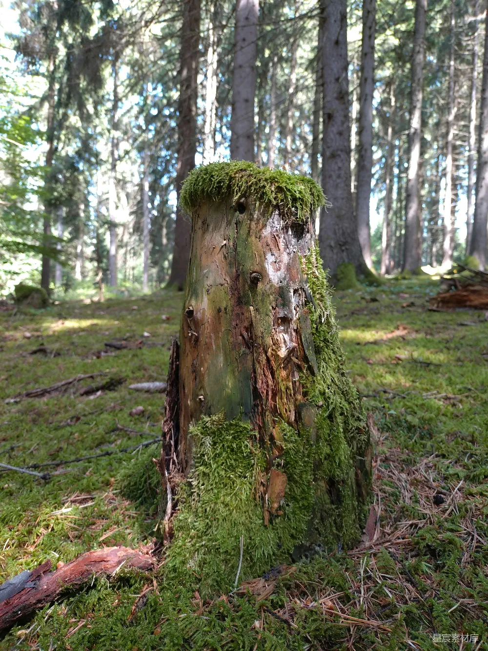 高清摄影 森林 苔藓 树桩 自然 宁静 森林中的苔藓树桩