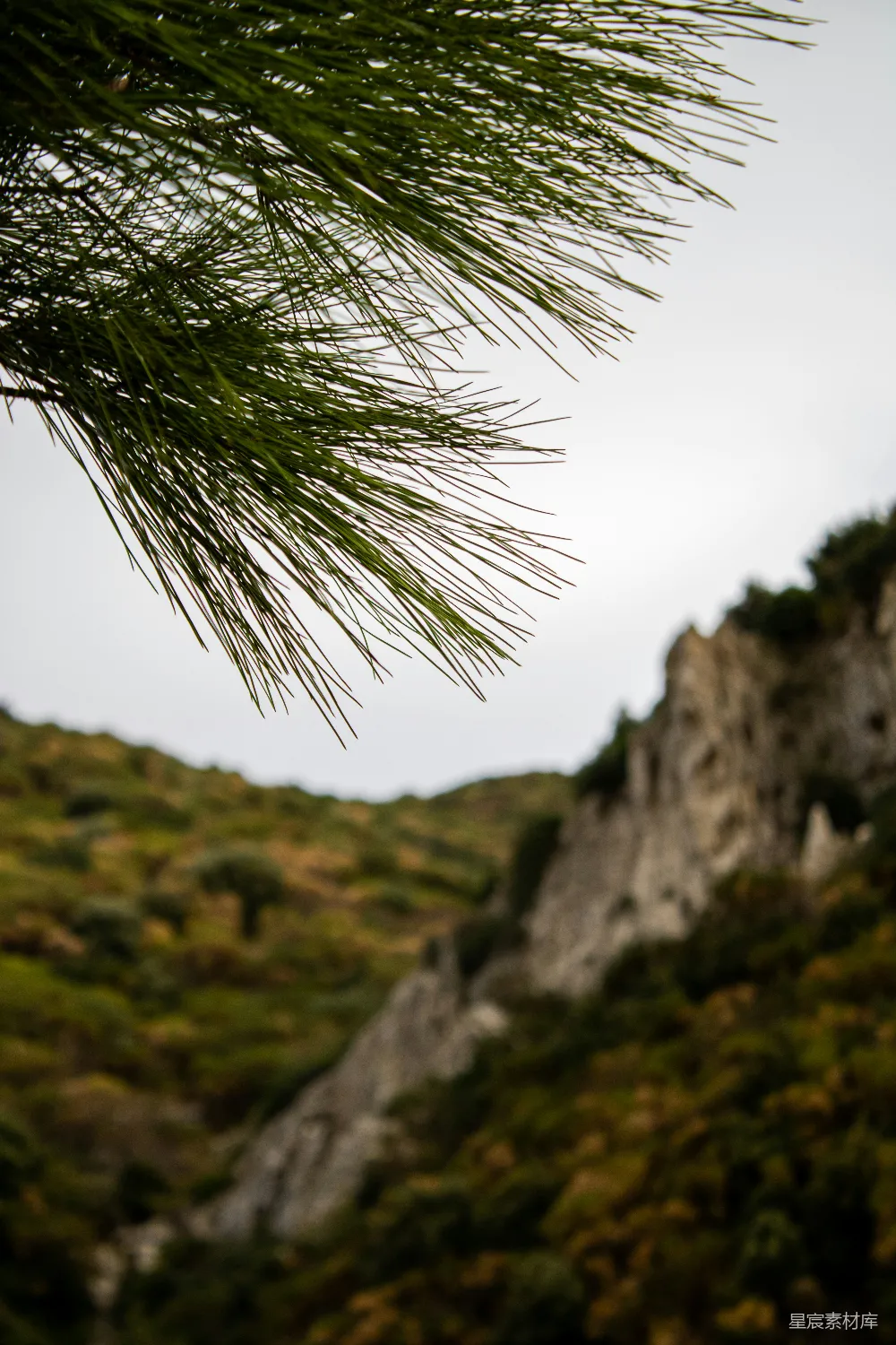 高清摄影 松树 自然 山景 风景 户外 松枝与山景