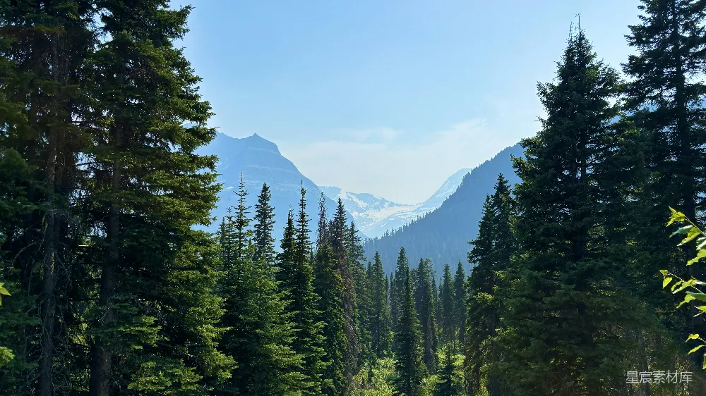 这张图片展示了一片茂密的松树林，远处是巍峨的雪山。阳光透过树梢，洒在翠绿的树叶上，营造出一种宁静而祥和的氛围。适合用于自然风光、户外旅游或环境保护等主题。